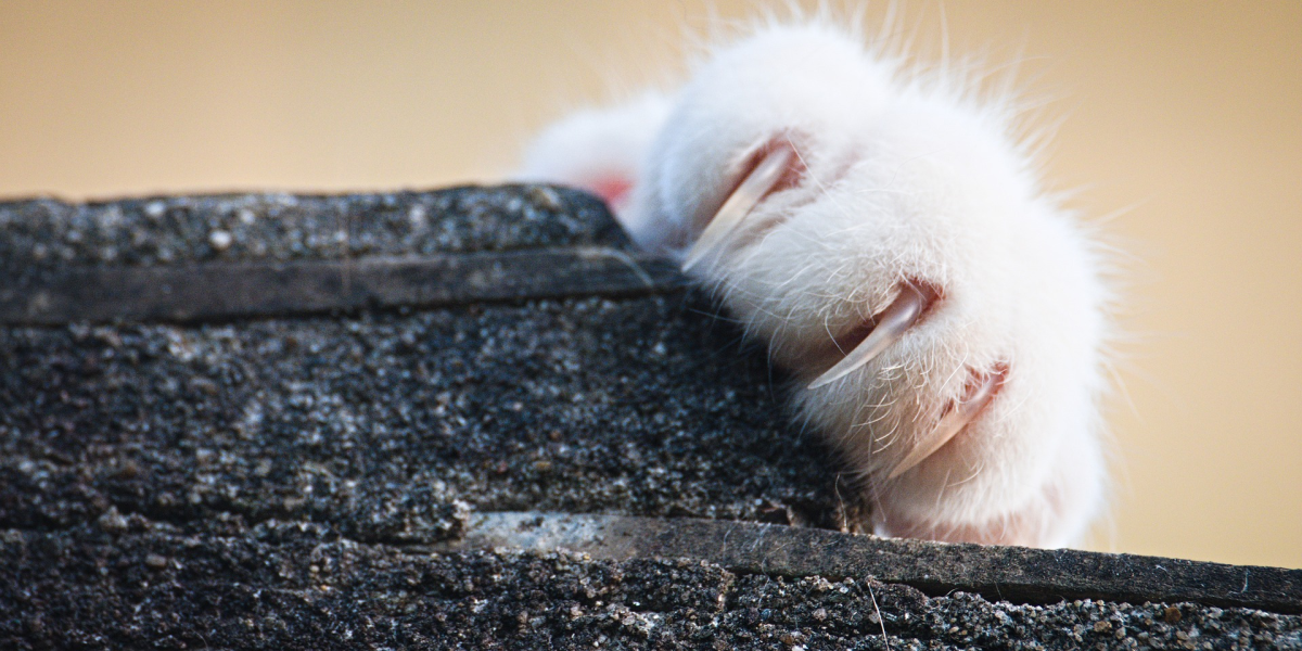 Care 4 Paws Society Care 4 Paws Society