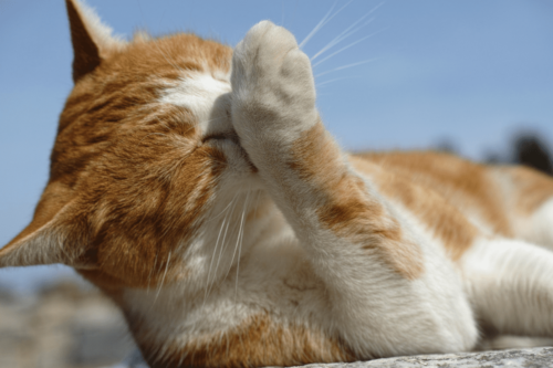 Care 4 Paws Society