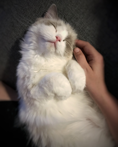 Care 4 Paws Society Care 4 Paws Society