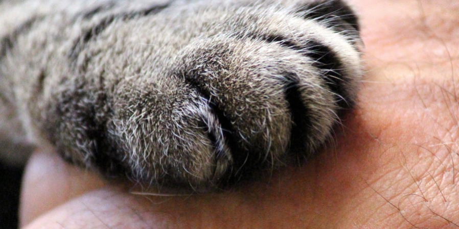 Care 4 Paws Society Care 4 Paws Society