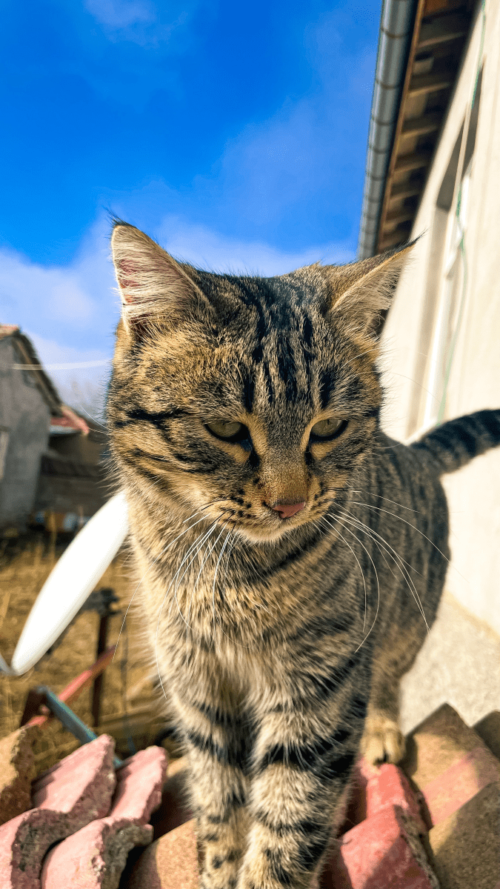 Blog | Care 4 Paws Society