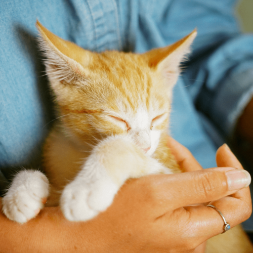 Get Involved | Care 4 Paws Society