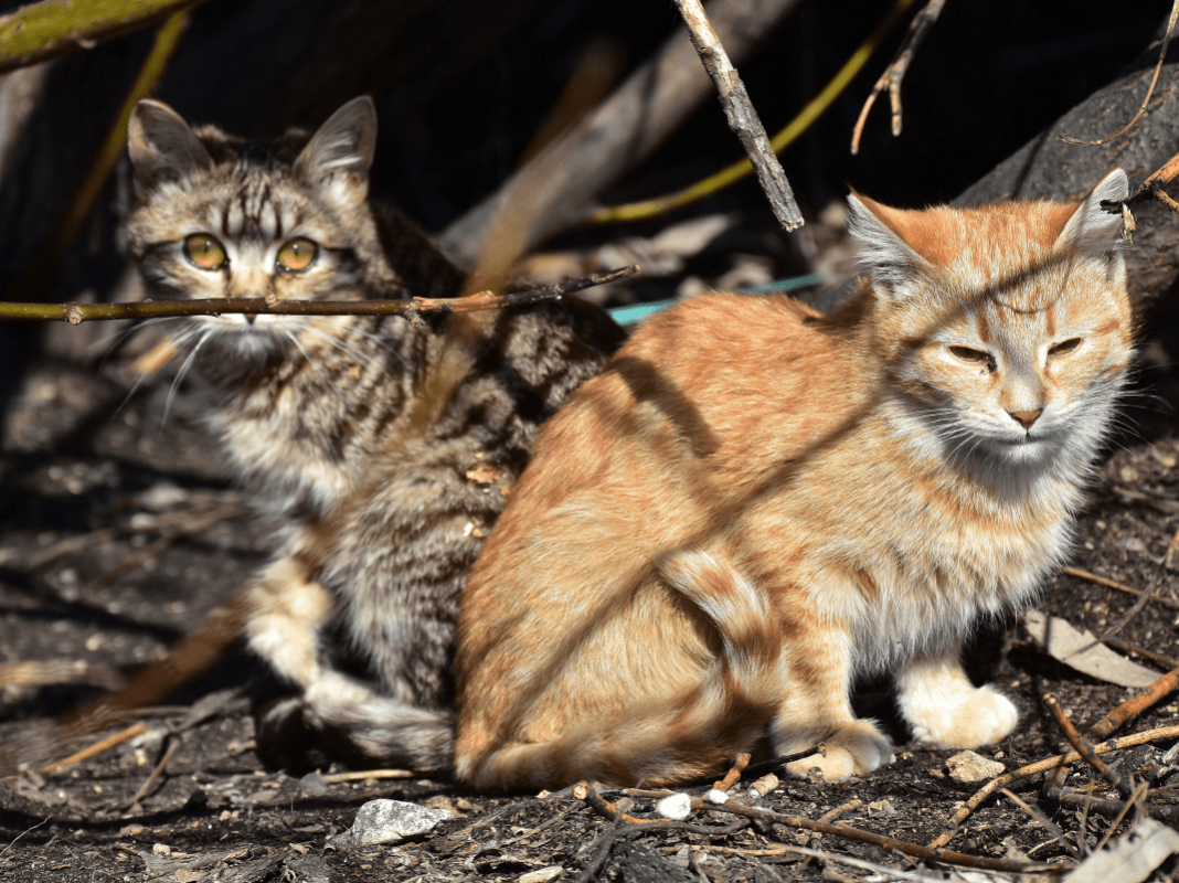 Care 4 Paws Society | FAQ