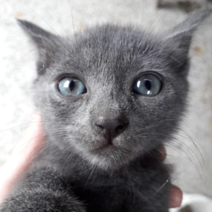 About Care 4 Paws Society