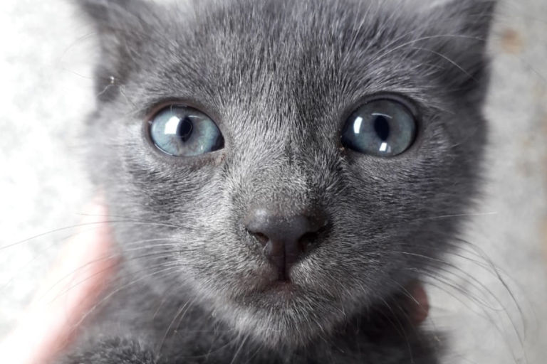 About Care 4 Paws Society