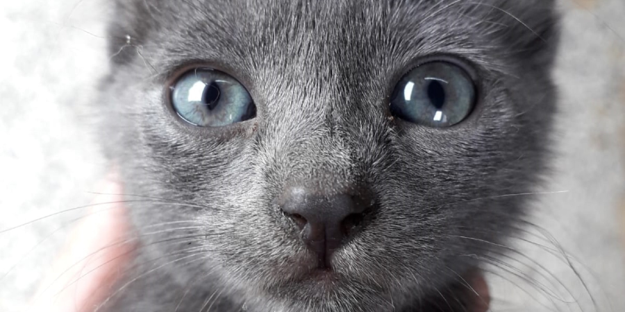 About Care 4 Paws Society