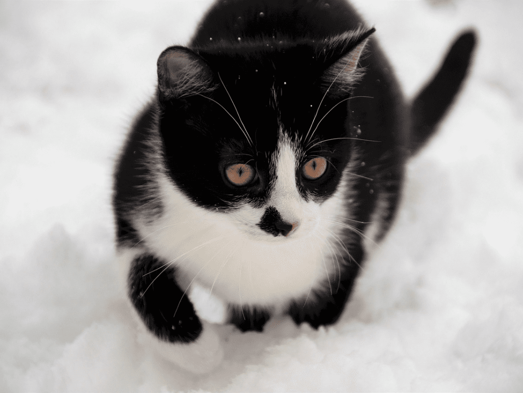 Care 4 Paws Society | FAQ