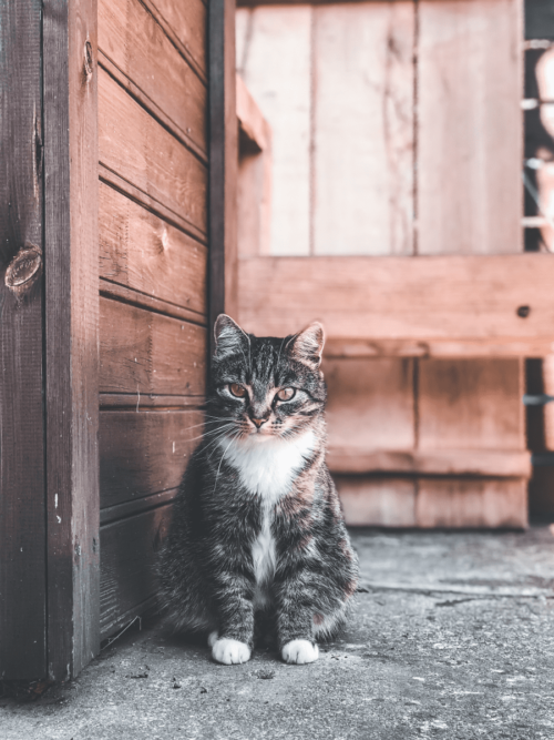 Blog | Care 4 Paws Society