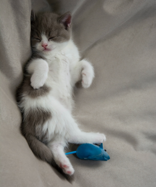 Care 4 Paws Society Care 4 Paws Society