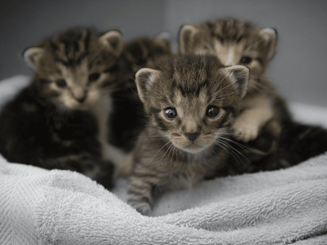 Care 4 Paws Society | FAQ