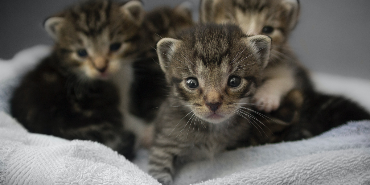 Care 4 Paws Society Care 4 Paws Society | FAQ