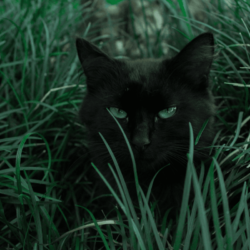 Blog | Care 4 Paws Society