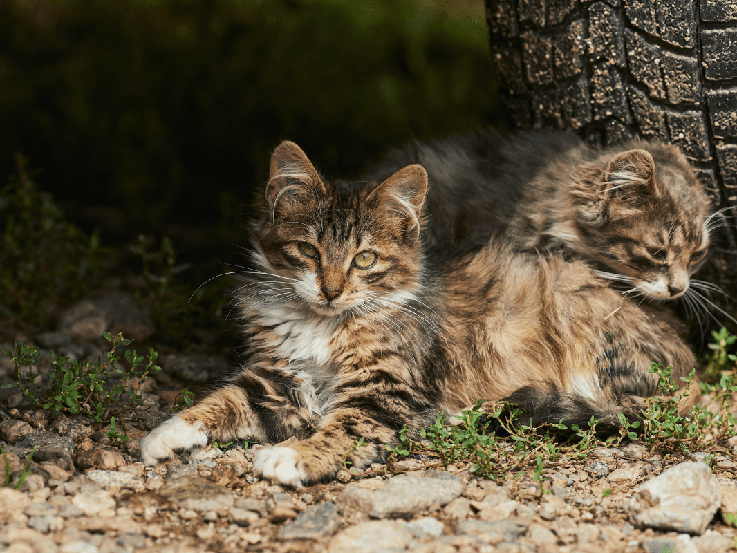 Care 4 Paws Society | FAQ