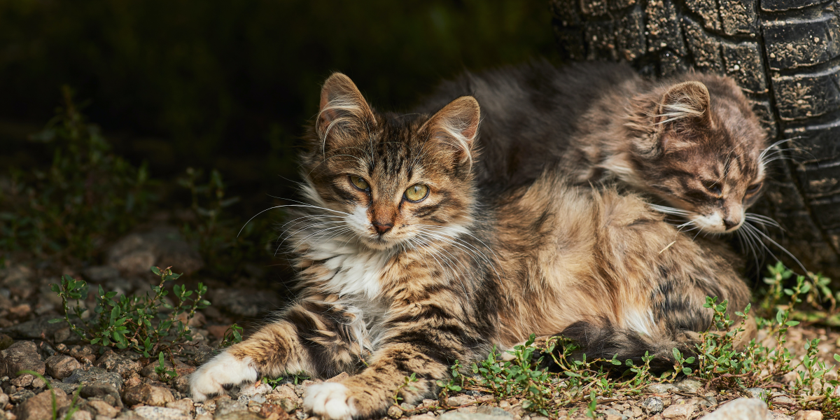 Care 4 Paws Society | FAQ