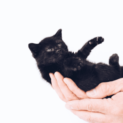 Blog | Care 4 Paws Society